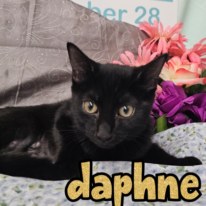 Photo of Daphne