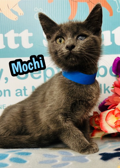 Photo of Mochi