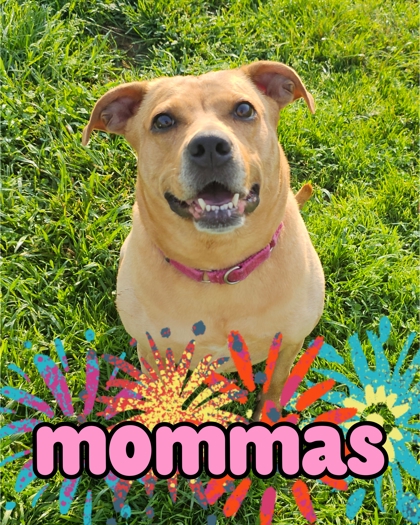 Photo of Mommas