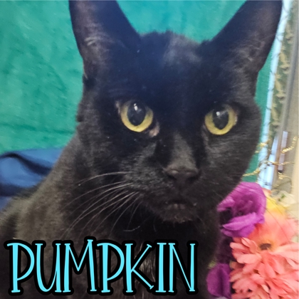 Photo of Pumpkin
