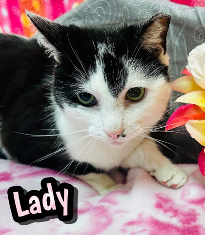 Photo of Lady