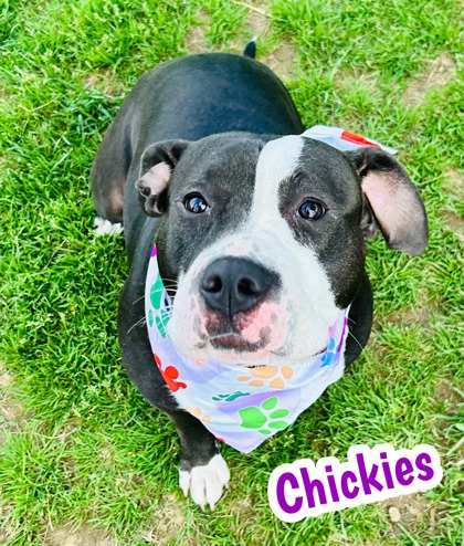 Photo of Chickies