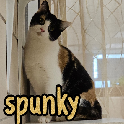 Photo of Spunky