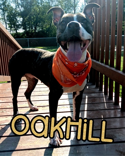Photo of Oakhill