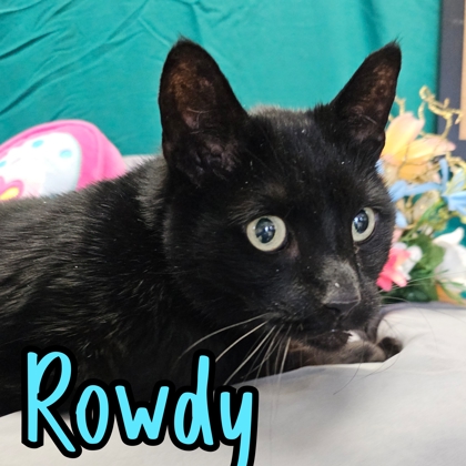 Photo of Rowdy