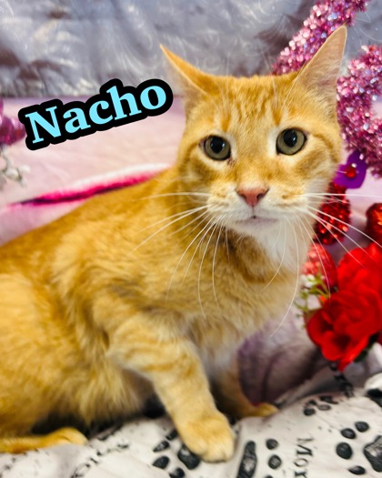 Photo of Nacho