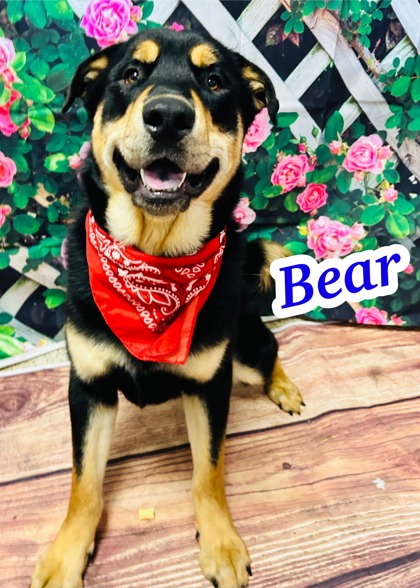 Photo of Bear
