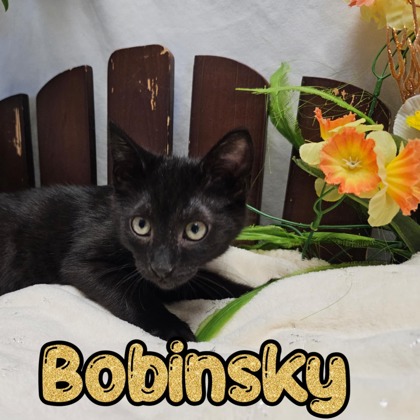 Photo of Bobinsky