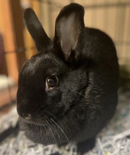 Photo of Rabbit 39