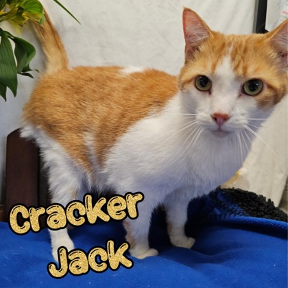 Photo of Cracker Jack