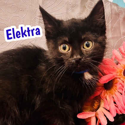 Photo of Elektra