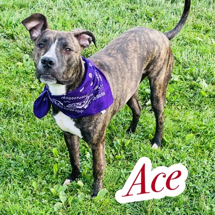 Photo of Ace