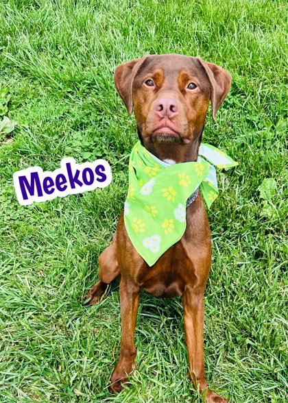Photo of Meekos