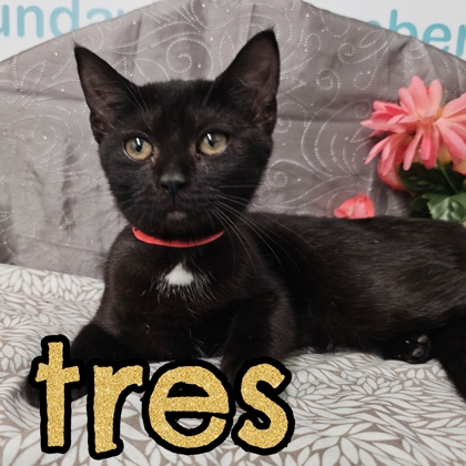 Photo of Tres