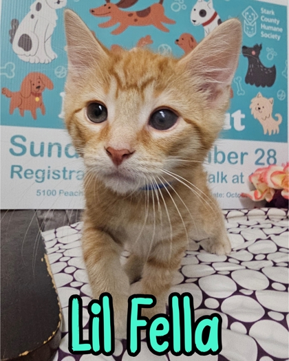 Photo of Lil Fella