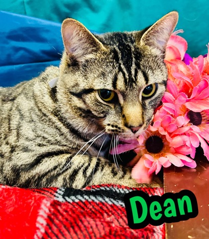 Photo of Dean