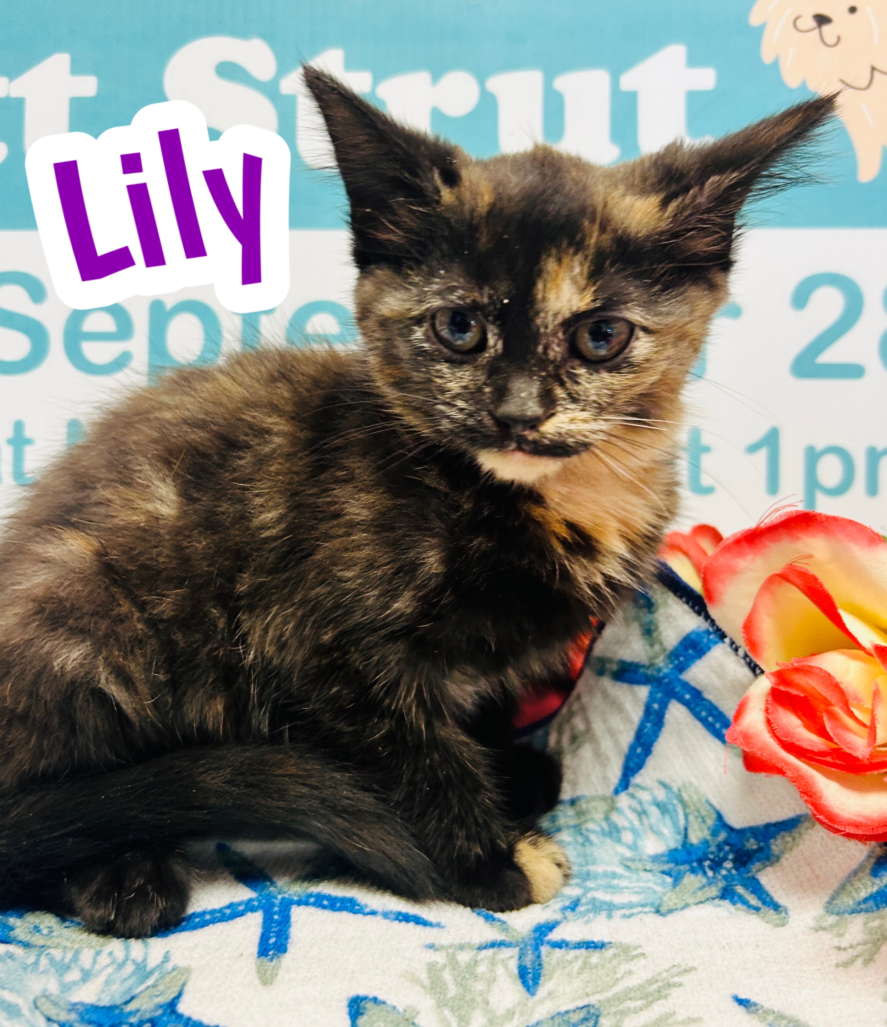 Photo of Lily