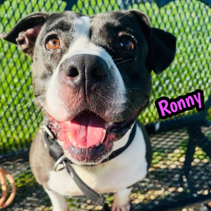 Photo of Ronny