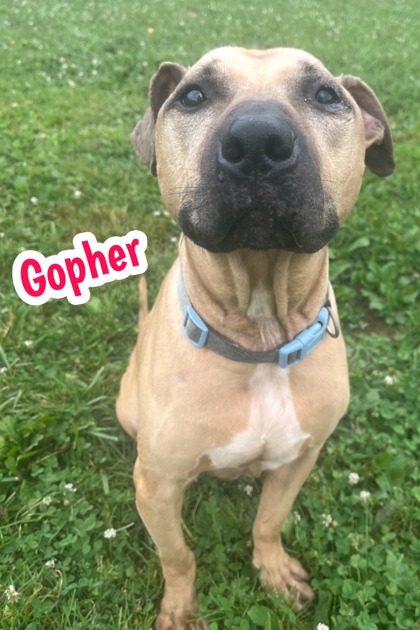 Photo of Gopher