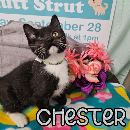 Photo of Chester