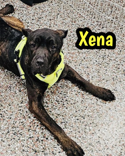 Photo of Xena