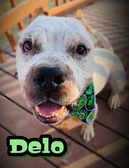 Photo of Delo