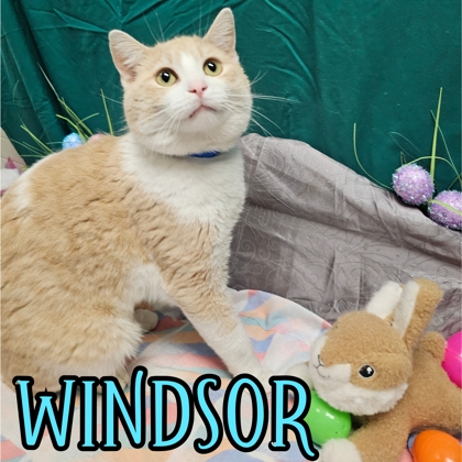 Photo of Windsor
