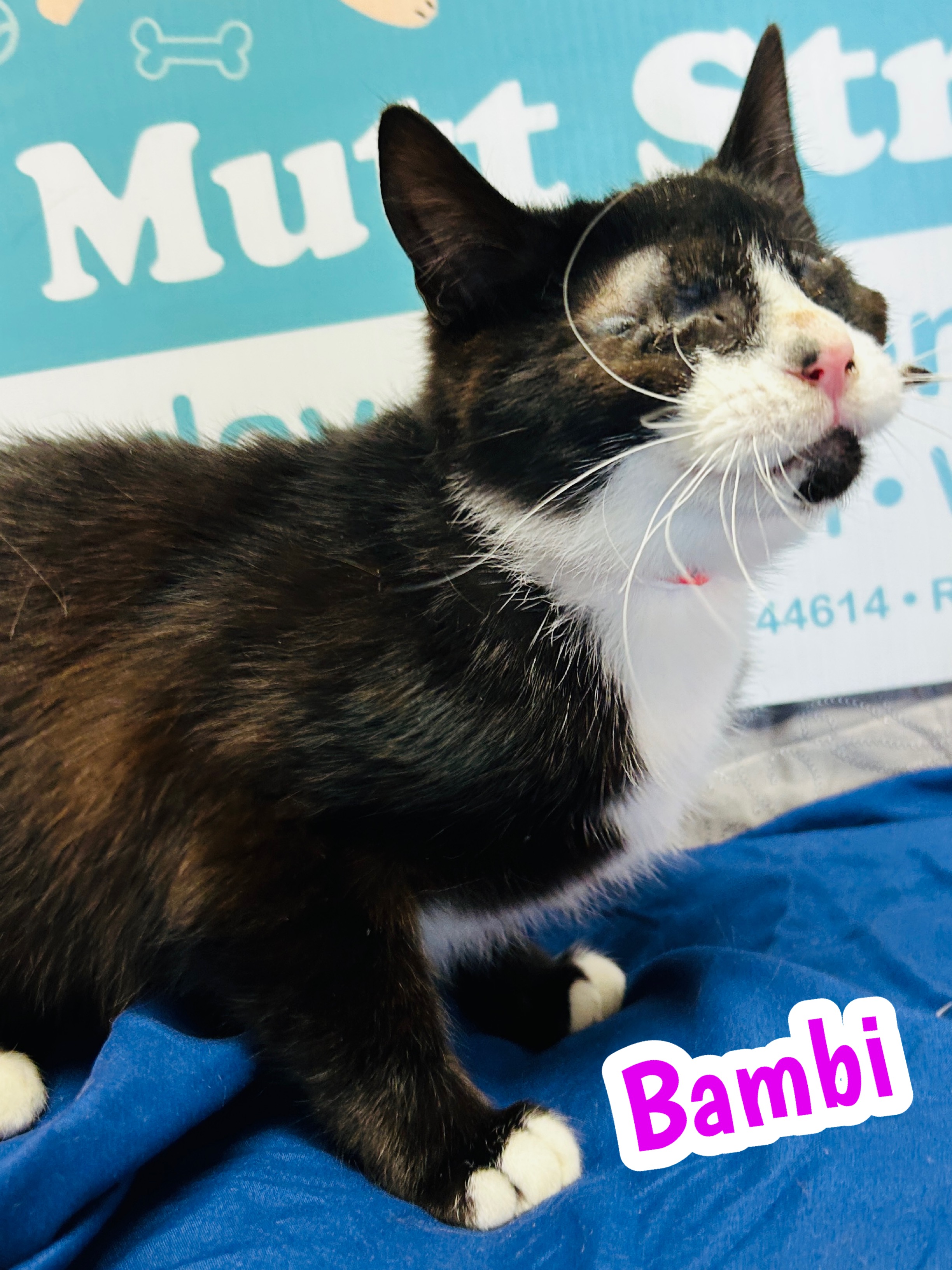 Photo of Bambi
