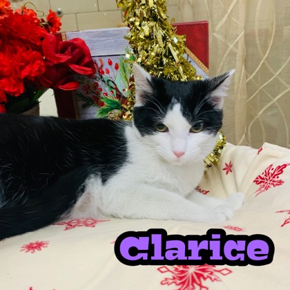 Photo of Clarice