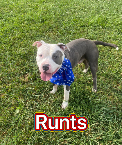 Photo of Runts