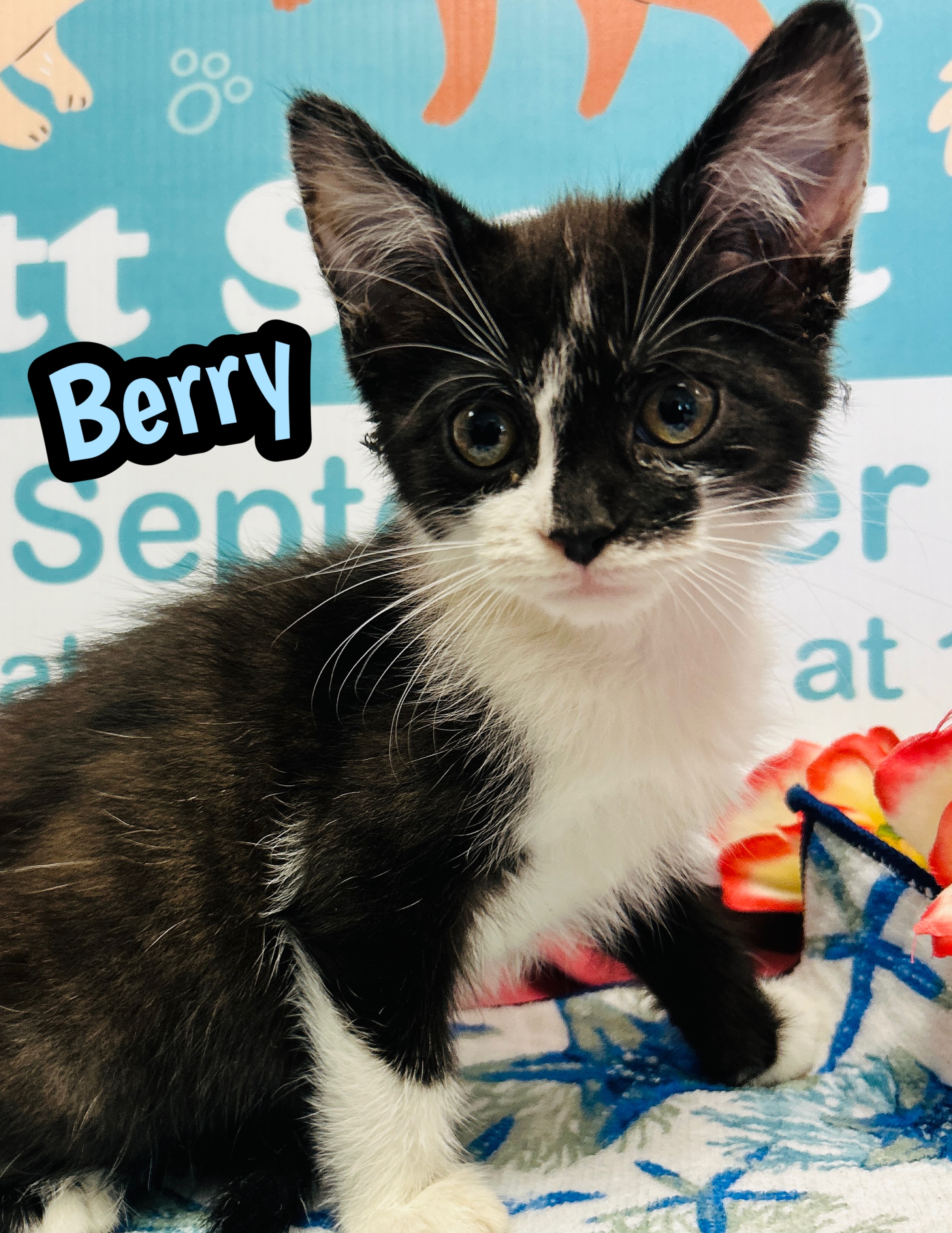 Photo of Berry