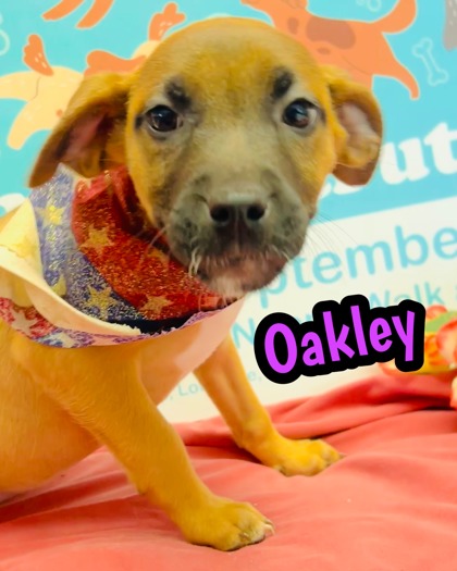Photo of Oakley