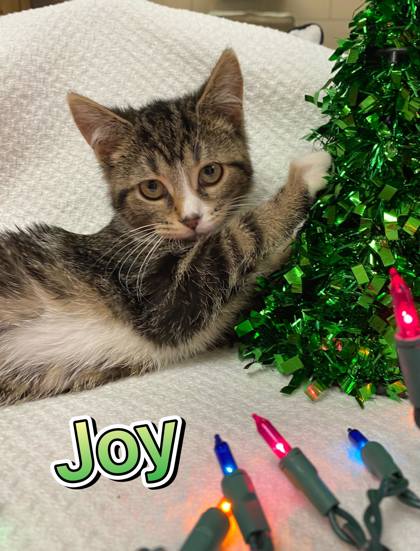 Photo of Joy