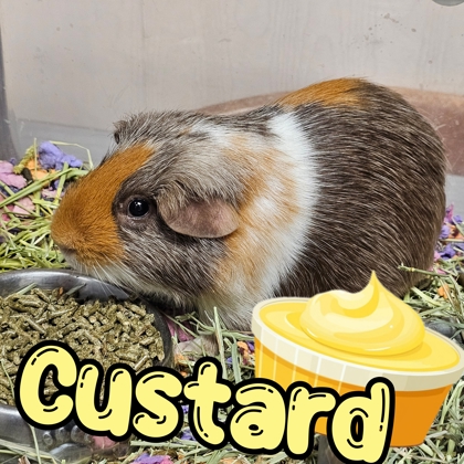 Photo of Custard
