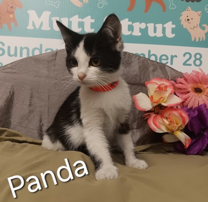 Photo of Panda