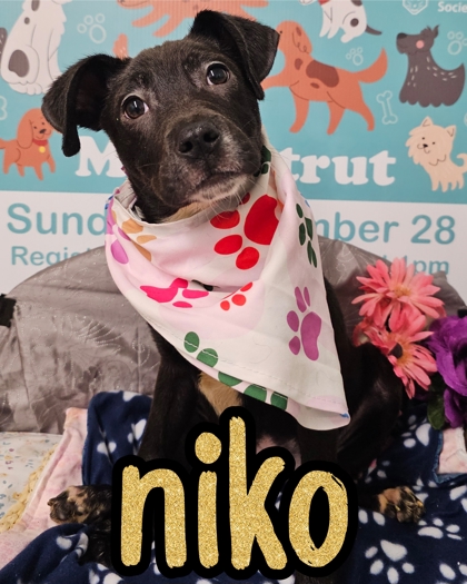 Photo of Niko