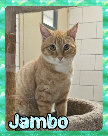 Photo of Jambo