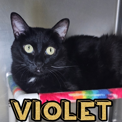 Photo of Violet