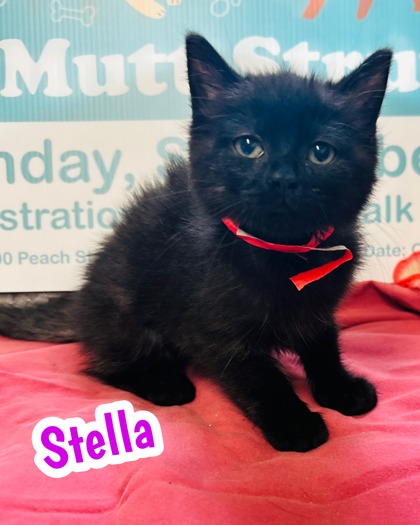Photo of Stella