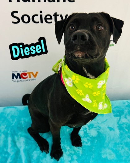 Photo of Diesel