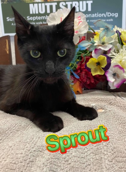 Photo of Sprout