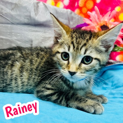 Photo of Rainey