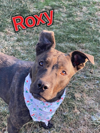 Photo of Roxy