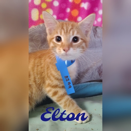 Photo of Elton