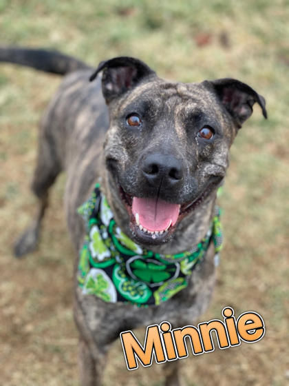 Adoption Page - StarkHumane