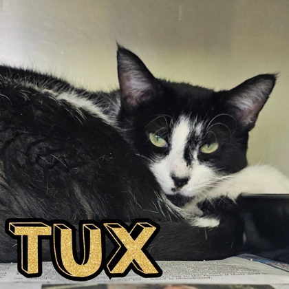 Photo of Tux