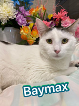 Photo of Baymax