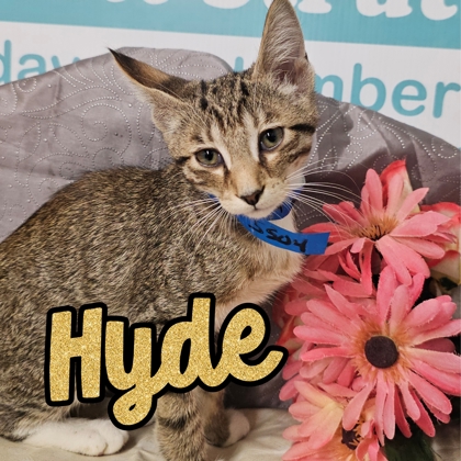 Photo of Hyde