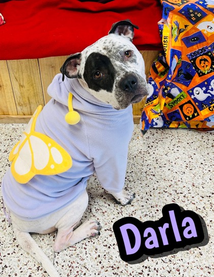 Photo of Darla