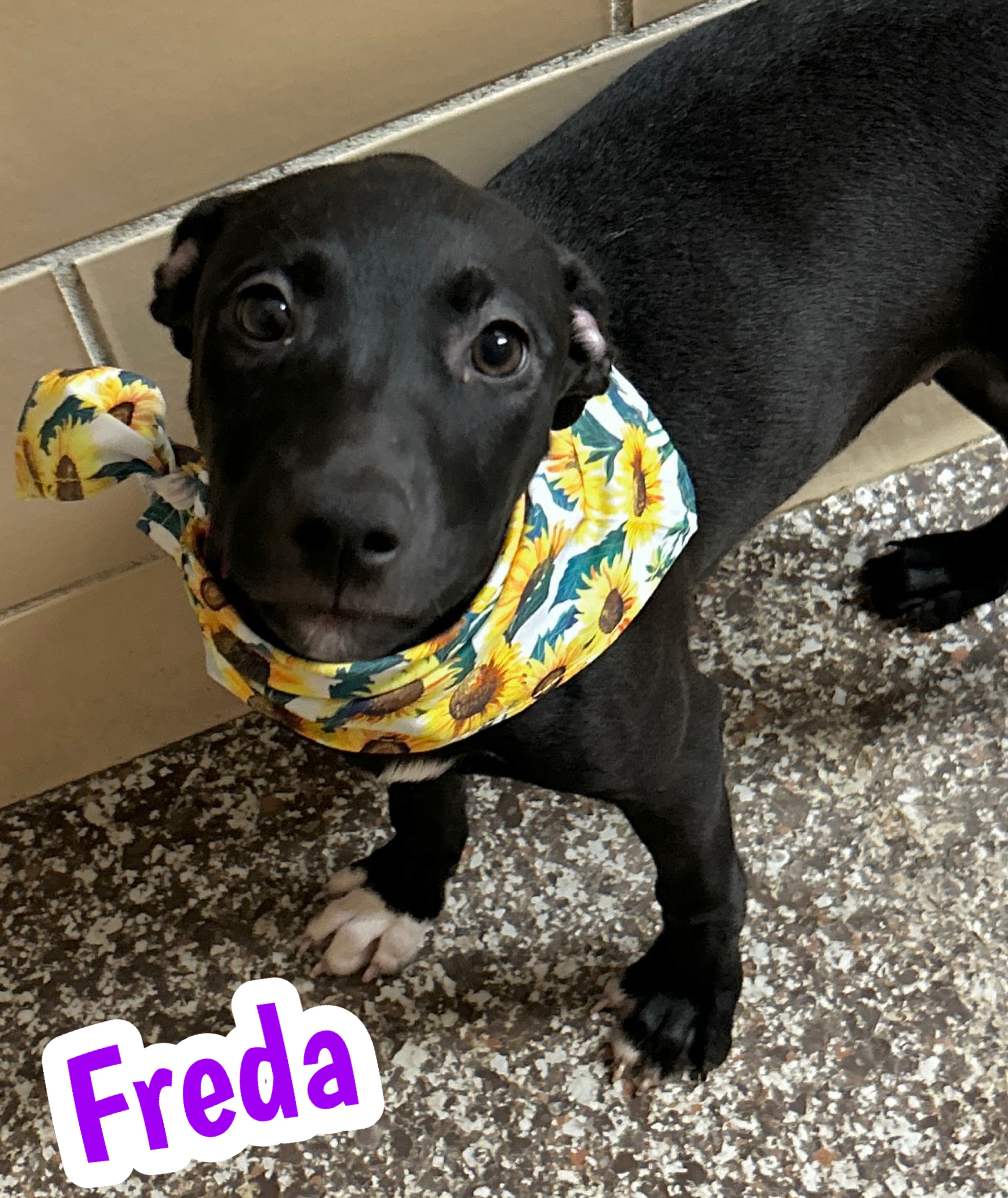 Photo of Freda